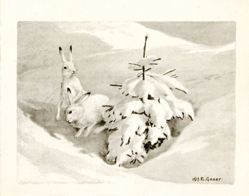 Postkort med tegning av to harer og et lite bartre i snødekt landskap