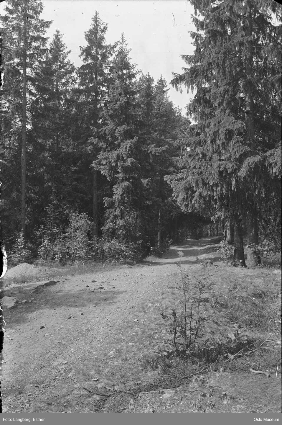 Svart-hvitt foto av skogsvei