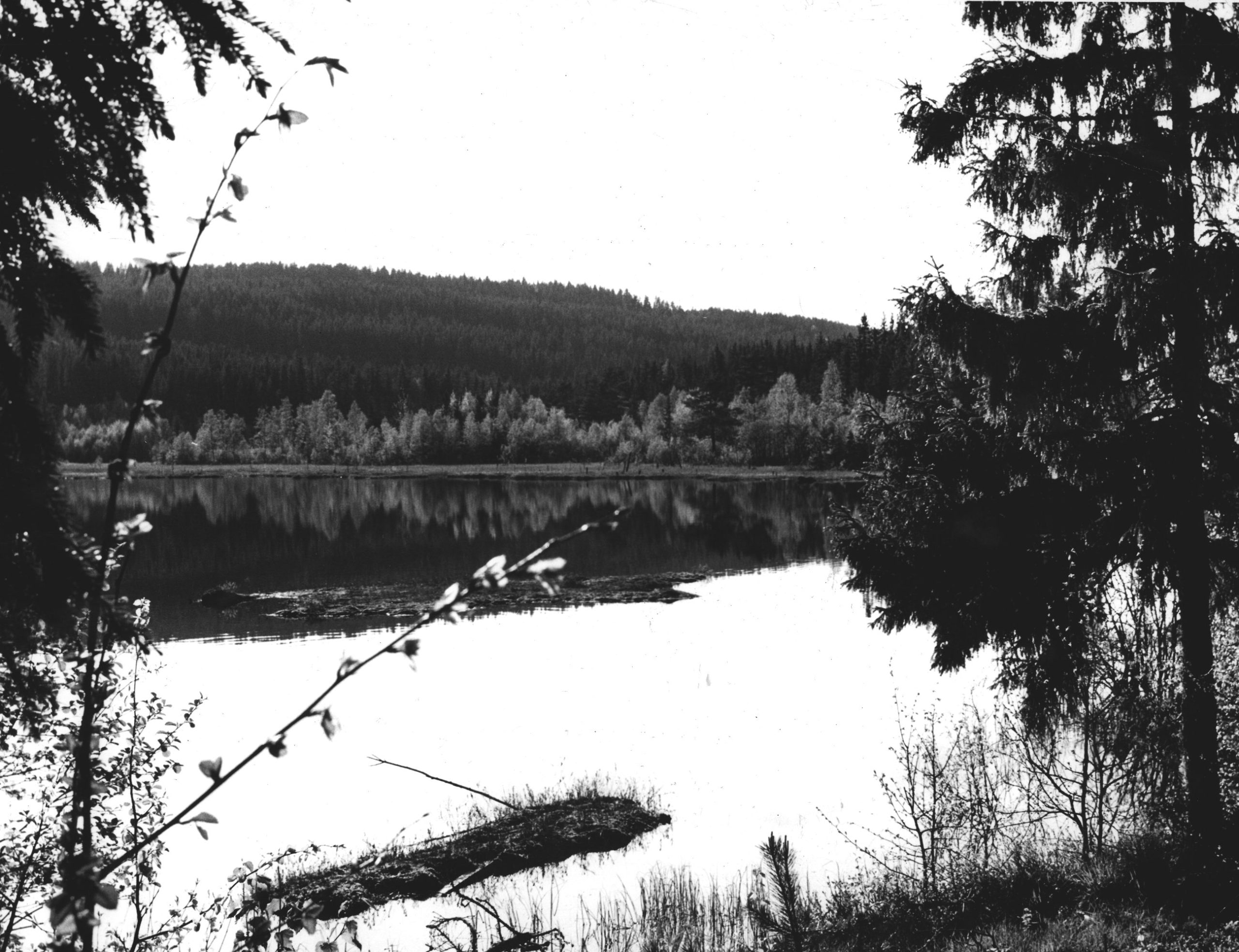 Svart-hvitt foto av en innsjø, trær og en ås